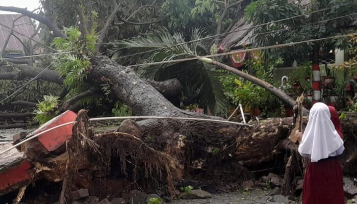 Pohon Besar Tumbang di SD Negeri Daya 1 Akibat Angin Kencang, Orang Tua Siswa Mengaku Pernah Peringatkan Sekolah Pohon di halaman sekolah tersebut disebut telah lama dikhawatirkan orang tua siswa karena dinilai rawan tumbang dan membahayakan keselamatan warga sekolah.